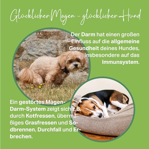 MEDIDOG Darm Aktiv Drops – 400 g – kaltgepresste Drops für alle Hunde – unterstützt bei Gras& Kotfressen, Durchfall und Erbrechen - mit Inulin, MOS, Fenchel, Flohsamenschalen