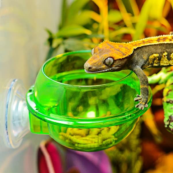 Mangeoire pour reptiles - Ventouse Gamelle pour Caméléons, Tortues, Geckos, Serpents, Iguanes - Anti-fuite d'eau et de nourriture