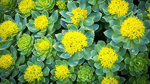 Rhodiola Rosea 100 Seeds