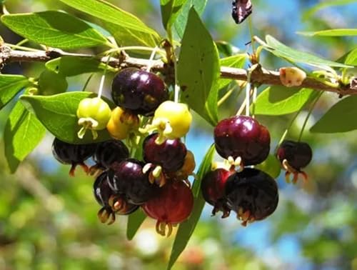 Muda De Pitanga Negra Exótica Rara Para Produzir