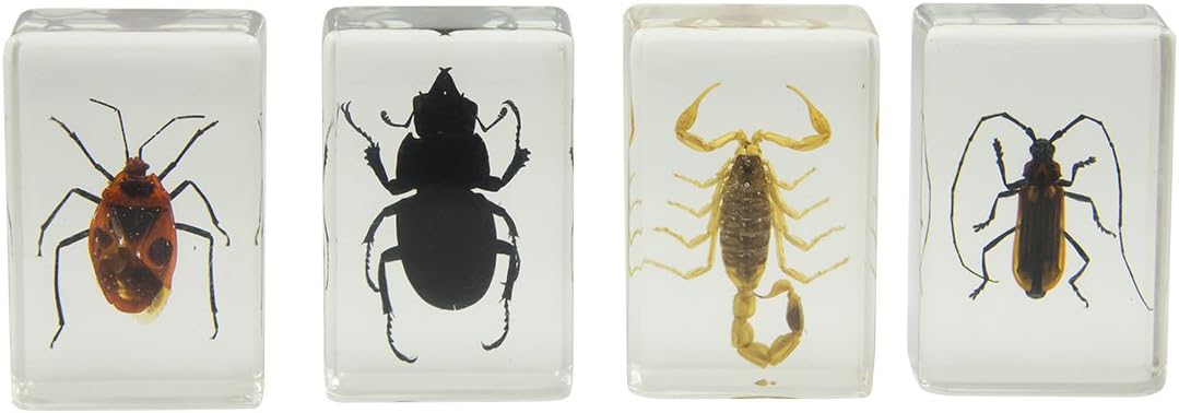 Celestron 44407 3D Bug Specimen Kit #1 (Black, Brown, Yellow)