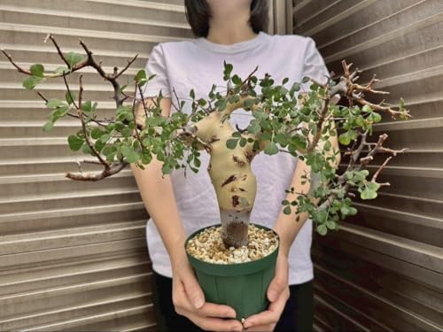 もう、葉っぱが落ちるのを見るのが辛い…！