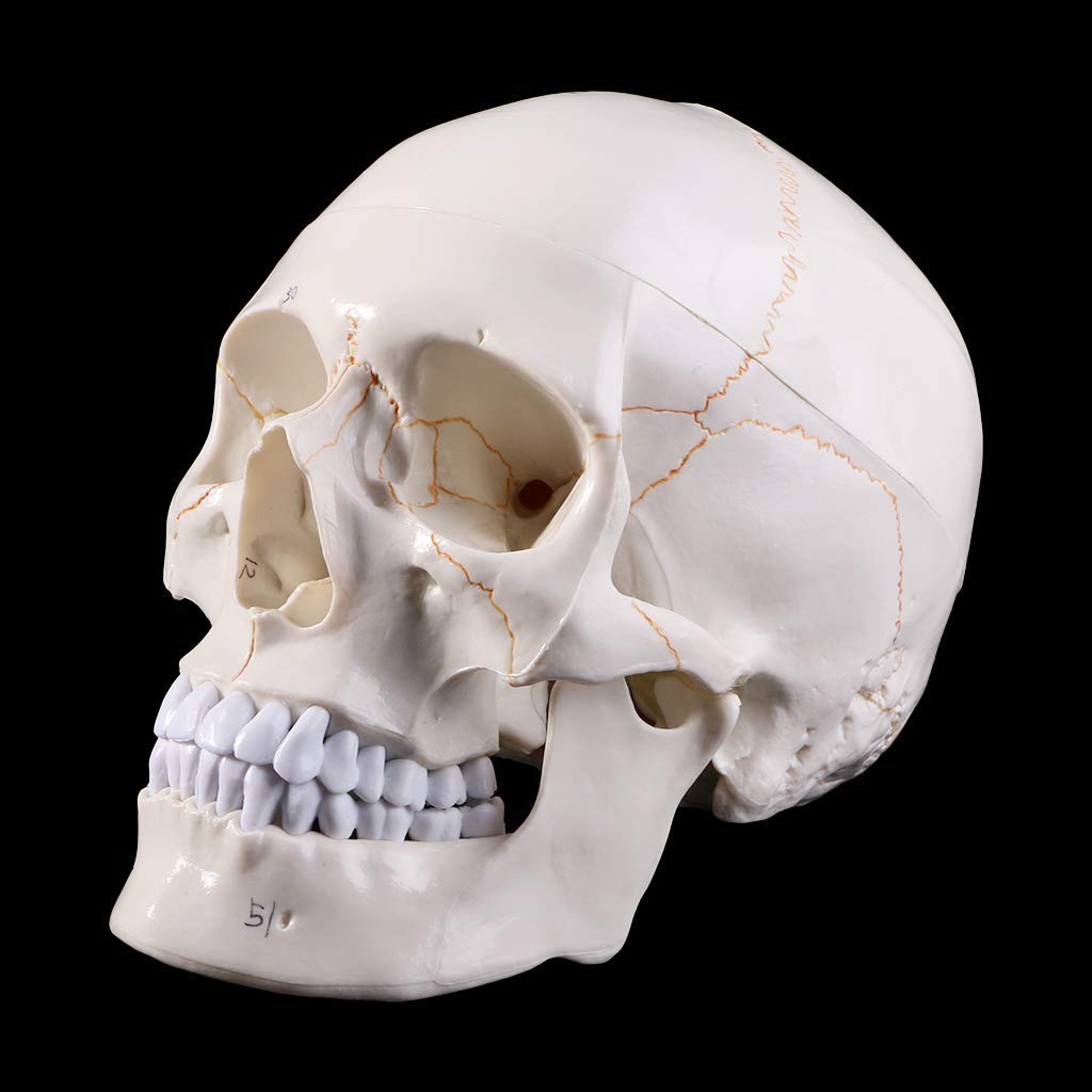 Naturalnej wielkości Model ludzkiej czaszki anatomia anatomiczna nauczanie medyczne głowa szkieletu studiowanie materiałów dydaktycznych