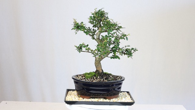 bonsai tree design Bonsai Tree | White Design
