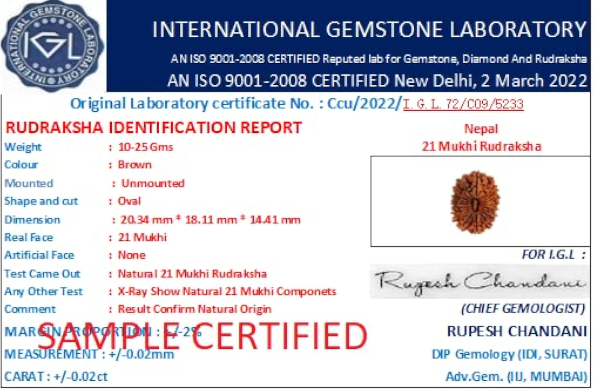 21 Mukhi Rudraksha Original Nepali Pendant, Certified