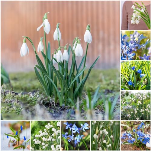 6 piezas bulbos de flores perennes resistentes, bulbos de campanillas s - bulbos de flores de primavera plantas de balcón resistentes, Galanthus nivalis, plantas