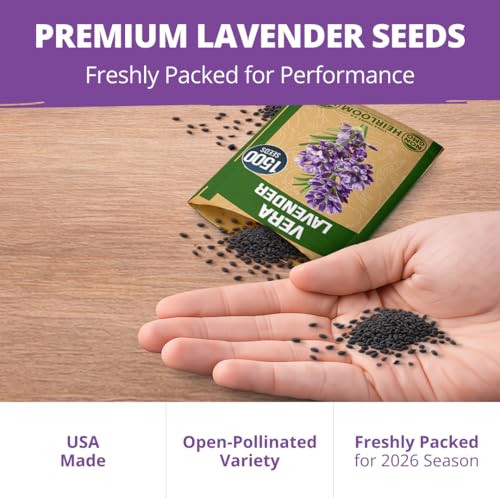 Image of HOME GROWN Non GMO English Lavender Seeds 1,500+ Wildflower Seed for Planting Indoor /Outdoor, High Germination, Plant Flower Seeds (Lavandula antustifolia)