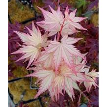 Coral Pink Japanese Maple - Beautiful Coral Pink Leaves in Spring Light UP The Garden - 2 - Year Tree