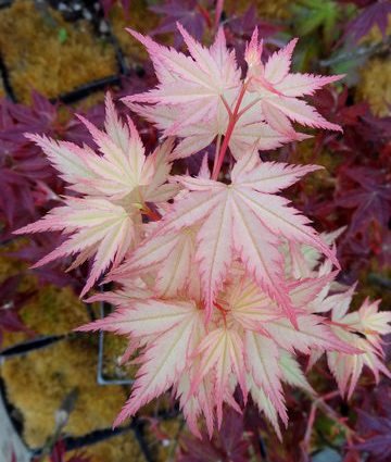 Coral Pink Japanese Maple - Beautiful Coral Pink Leaves in Spring Light UP The Garden - 2 - Year Tree Coral Pink Japanese Maple - Beautiful Coral Pink Leaves in Spring Light UP The Garden - 2 - Year Tree