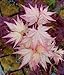 CORAL PINK JAPANESE MAPLE - BEAUTIFUL CORAL PINK LEAVES IN SPRING LIGHT UP THE GARDEN - 3 - YEAR TREE