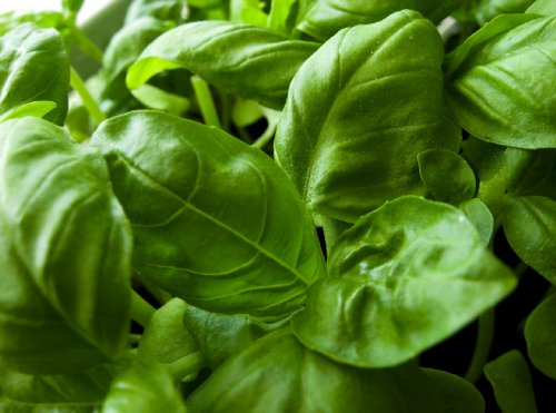 Basil Herb Seeds- Italian Large Leaf- 300+ Seeds