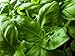 Basil Herb Seeds- Italian Large Leaf- 300+ Seeds