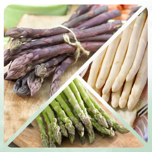 Spargel Pflanzen Kollektion (10 frigo A+ Pflanzen) - Winterhart und Mehrjährig - Mix von 5 Sorten- gekühlte schnellwachsende gemüse pflanzen aus Holland - Garten Pflanzen aus Holland (kein Samen)