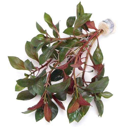K2AQUA Ludwigia Glandulosa (1 Bunch) Live Aquarium Plant Red Green Foliage Fast Growing Freshwater Tropical Plants for Aquascaping