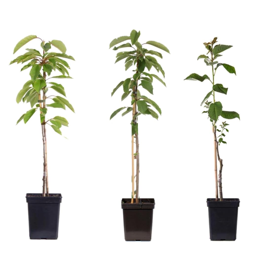 Plant in a Box - Pommiers - lot de 3 types - Malus 'Braeburn', 'Golden Delicious', 'Malus Gala' - arbres fruitiers - Pot 9cm - hauteur 60-70cm