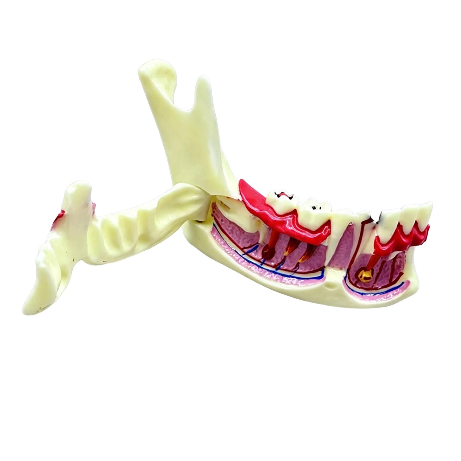 Modelo de anatomía de mandíbula desmontable y móvil para demostración médica 8