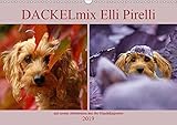 DACKELmix Elli Pirelli (Wandkalender 2019 DIN A3 quer): ....mit neuen Abenteuern aus der Hundeknipserei (Monatskalender, 14 Seiten ) (CALVENDO Tiere) - Kathrin Köntopp