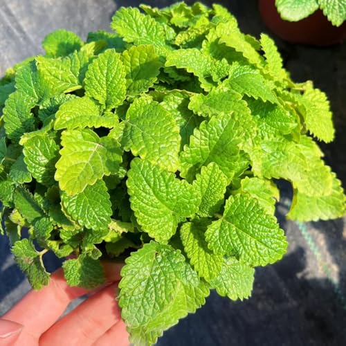 semi di melissa biologici - medicinali appartamento melissa resistenti per il giardino aiuole rialzate, luoghi soleggiati 400pcs
