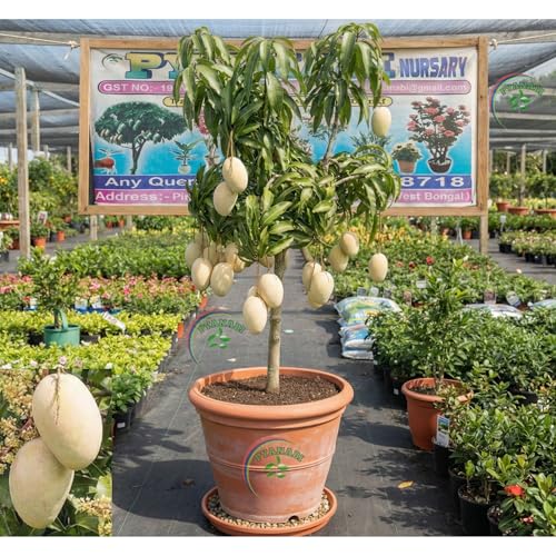 Image of Thailand White Mango Plant Grafted Live Fruit Tree 1.5-2.5 Feet