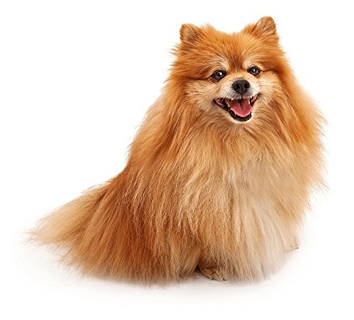 Hunde Aufkleber Sticker Zwergspitz