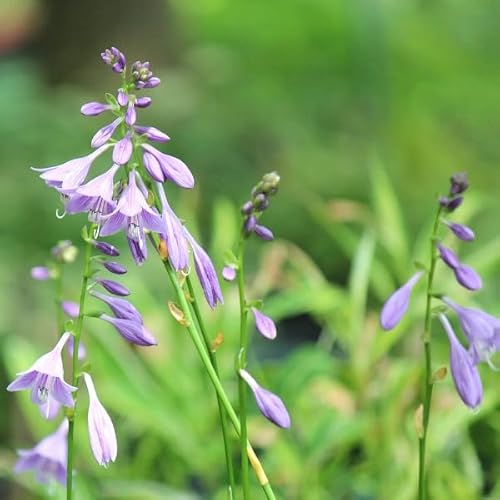 qM{EV 10.5cm|bgc20|bgZbg P[/zX^