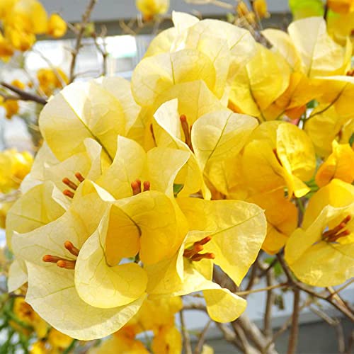 Qauzuy Garden 105 Fresh Seeds Yellow Bougainvillea Flower Seeds For Planting- Perennial Paper Flower Shrub Seeds Colorful Privacy Screens Accent Plant- Easy To Grow #TOP1