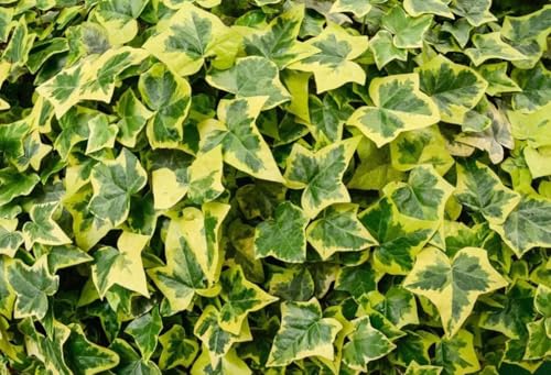 50PCS English Ivy Seeds for Planting Easy to Grow Ivy Vine Seeds
