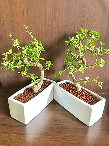 The Bonsai Plants Exotic Carmona Live Plant Indoor Outdoor In A White Rectangular Ceramic Pot