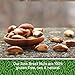 Herbaila Brazil Nuts Raw, 2lb. Brazilian Nuts, Raw Brazil Nuts Unsalted, Shelled Brazil Nuts Whole, Fresh Brazil Nuts Brazilian, All Natural, Non-GMO, Vegan. Whole and Shelled, 32 oz.