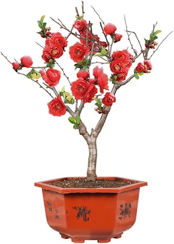 Miniatura 2 de Cautivadoras plántulas de cangrejo, manzana y begonia de Malus Spectabilis de 15 a 18 pulgadas de alto, hermosas plantas en maceta para tu jardín,