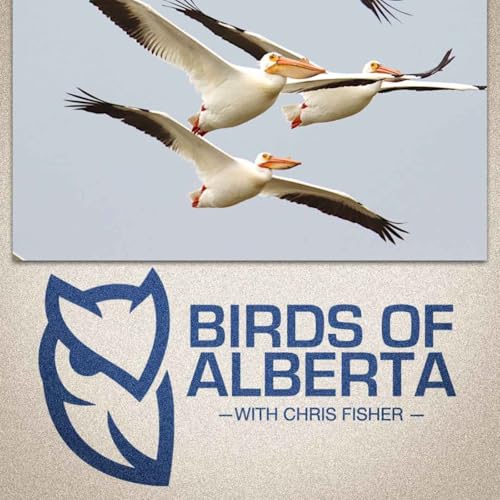 American White Pelican