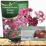Outsidepride Sweet William Dianthus Seeds - 5000 Pcs. Perennial, Winter Hardy Wildflower Seeds w/Fragrant & Vibrant Blooms, Ideal for Pollinator Gardens, Cut Flowers & Colorful Landscaping