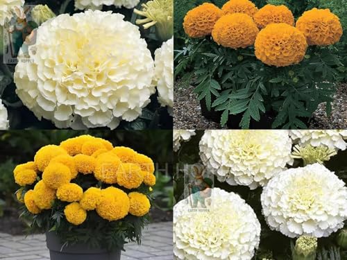 Image of Low Maintenance Hybrid Flower Seeds Combo Pack- All Year Flower Seeds Supply (MARIGOLD 2 VARIETIES)