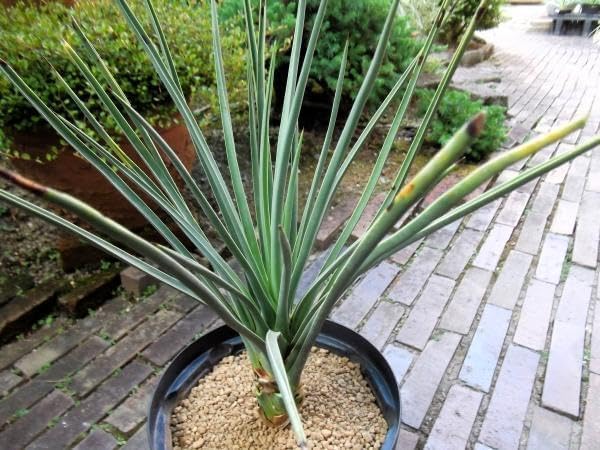 現物「ユッカ・ブレビフォリア」7号 Yucca brevifolia 種子 現物「ユッカ・ブレビフォリア」7号 Yucca brevifolia 種子