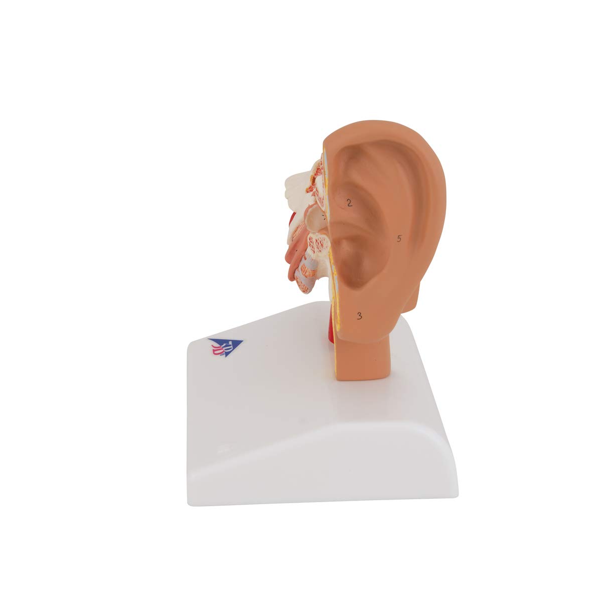 3B Scientific E12 Modello di Orecchio da Scrivania, Ingrandito 1,5 Volte + software gratuito di anatomia - 3B Smart Anatomy