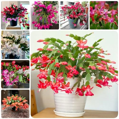 90 piezas Planta de cactus de Navidad comprar semillas - regalos de jardín para hombres Zygocactus truncatus, Schlumbergera plantas decorativas de oficina casa poca necesidad de luz