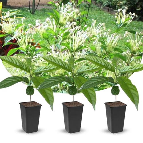Clerodendrum Plants Live Well-Rooted for Outdoor Planting, Clerodendrum Tropical Live Plant, 5'-9' in Tall (Musical Note Clerodendrum)