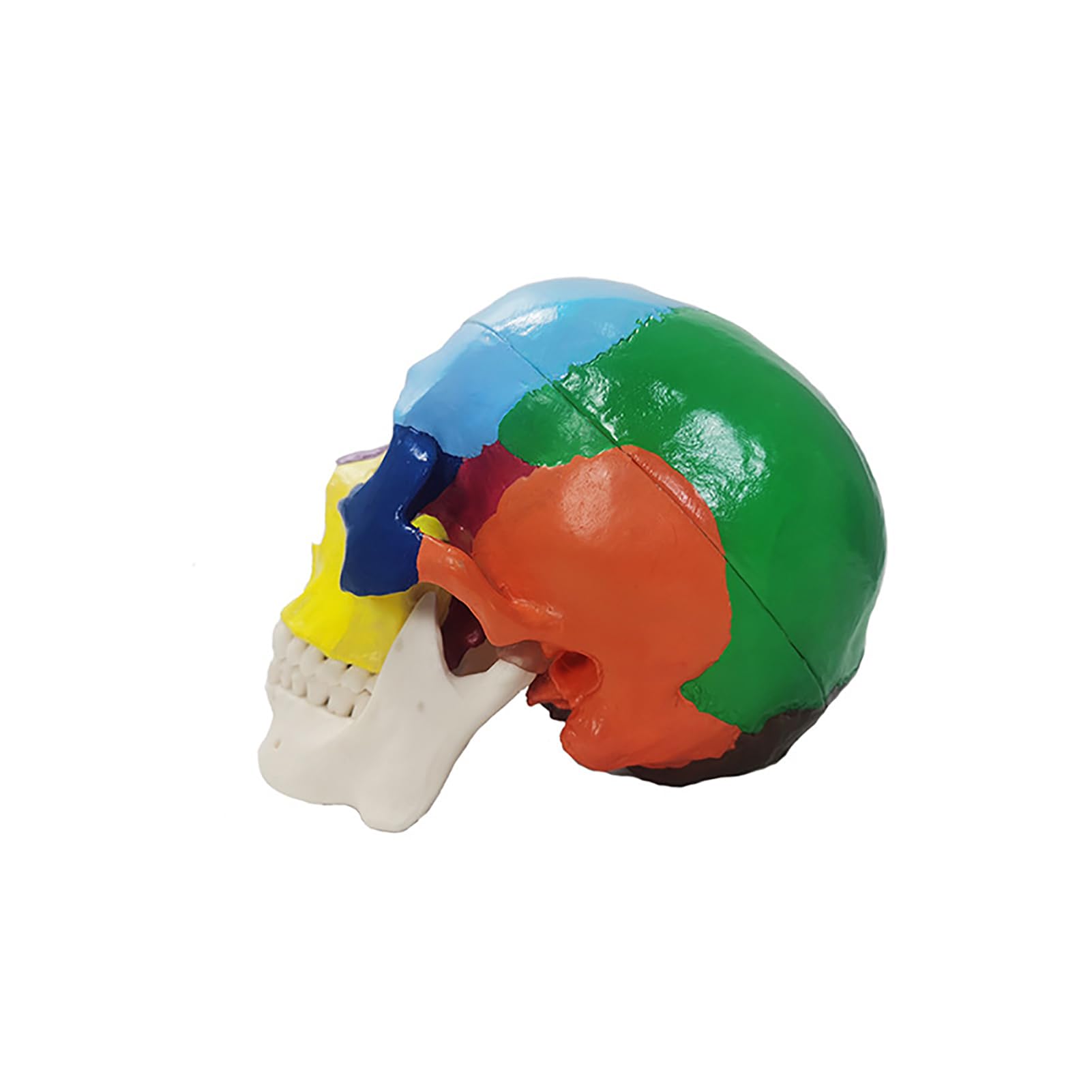 Modelo de cráneo, cráneo de Color Humano Incluido Dientes Removibles particionados Removibles, Modelo anatómico de 3 Partes de tamaño Natural 1: 1 con gráfico Colorido