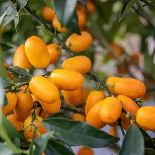 2 Feet Nagami Kumquat Tree Live Plant, Grafted Kumquat Tree Live, Live Kumquat Plant, Perennial Fruit Tree, Large Sweet Fruit Kumquat Tree, Potted, Can't Ship to CA 2 Feet Nagami Kumquat Tree Live Plant, Grafted Kumquat Tree Live, Live Kumquat Plant, Perennial Fruit Tree, Large Sweet Fruit Kumquat Tree, Potted, Can't Ship to CA