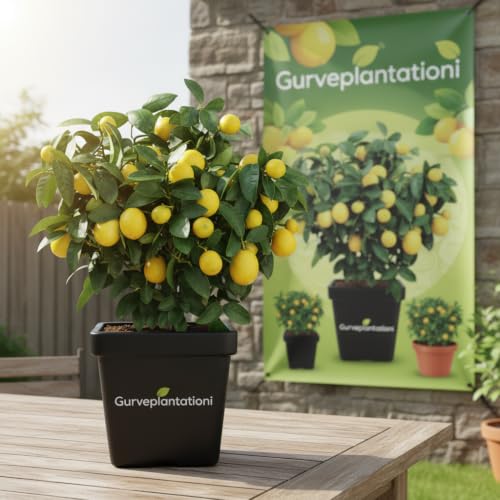 Image of Lemon Fruit Plant, Hardy, Low Maintenance Tree for Fresh Lemons, Ideal for Patio or Garden (Yellow Lemon)