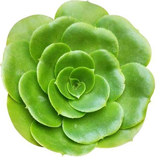 Aeonium Green Platters 2 Inch | Premium Colorful Collection Of Live Aeonium Succulent Plants | Healthy Rosettes Succulents Fully Rooted In 2/4/6 Inch Sizes | Mother's Day Gift Rare Varieties #TOP22