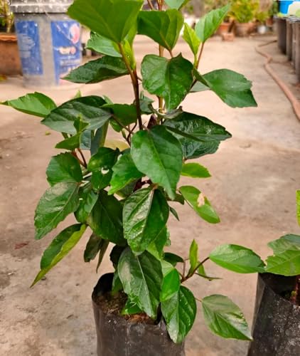 Image of Double Petal Multi Hibiscus Live Plant Tree | 10 Colour Flowering Plant | Beautiful Indoor Outdoor Plant | For Home Garden, Balcony & Decoration | Healthy Live Plant (Without Pot)