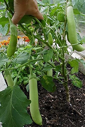 Healthy Vibe� Green Brinjal Live Baigan Natural for Home Gardening Hybrid Plant Vegetable Long Brinjal Plant,(Pack of 2)-image-43