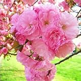 Cherry Blossom Tree, Live Ornamental Tree 6-12' Tall in Pot, Beautiful Spring Blooms for Outdoor Planting (Double Pink Cherry Blossom)