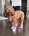 Dog Shoes: Non-Slip Waterproof Sandals for Hot Pavement, Breathable Perforated Boots, Large/Medium/Small Sizes, Ideal Paw Protector, Outdoor Clog Booties (Purple, Size 3)