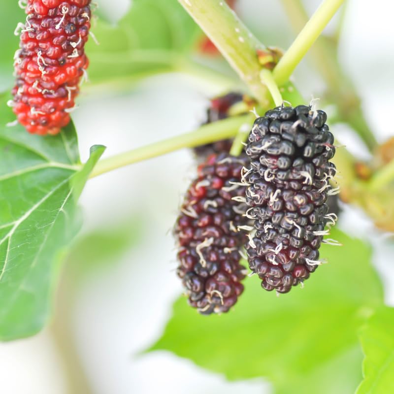 Pack 2 Illinois Mulberry Tree Live Plant for Growing 5 to 8 Inch Tall, Everbearing Mulberry Bush Live Plant, Black Mulberry Plant Live Home Garden