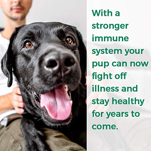 Bestlife4Pets Dog Health Care Combo- Natural Dog Vitamins And Supplements - All Natural, Easy To Take - 2 X 450 Pills #TOP7