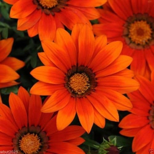 Gazania Seeds - Tonos de bronce - Flores perennes 10. Fácil de cultivar (100 semillas)