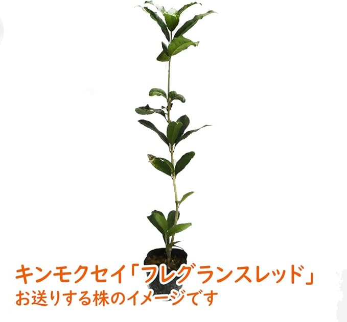 Amazon Co Jp キンモクセイ 苗 苗木 フレグランスレッド 10 5cmポット 樹高約40 50cm 金木犀 紅花キンモクセイ 三大香木 植木 庭木 生垣 シンボルツリー ポプリ モイストポプリ Diy 工具 ガーデン