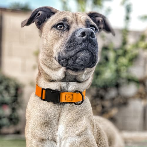 Image of Dogline Biothane Waterproof Dog Collar with Quick Release Buckle Strong Coated Nylon Webbing with Odor- Proof for Easy Care Easy to Clean Fits Small Medium Large Dogs, Tangerine Orange 3 /4 inch W 12-19 inch L